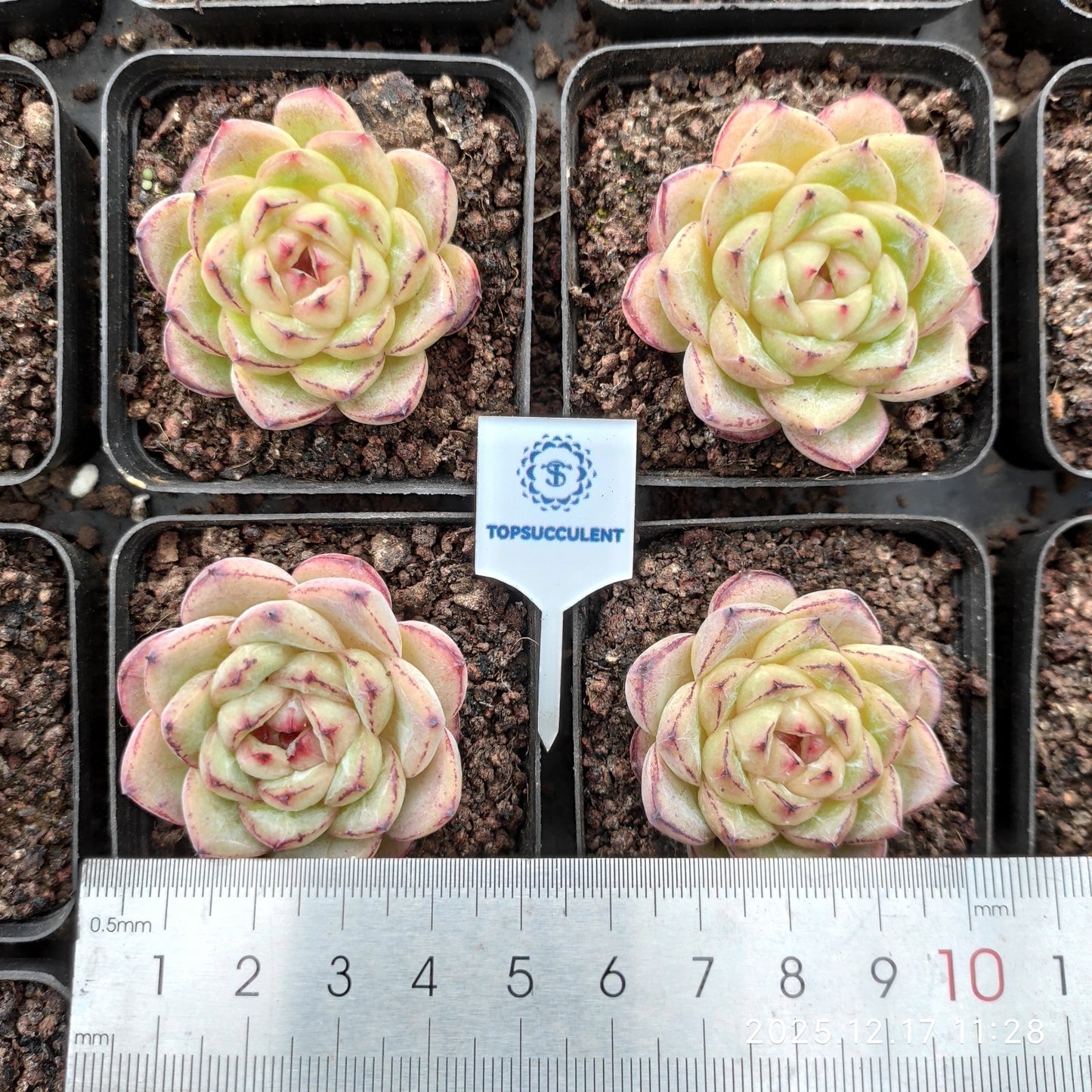 23717 Echeveria Sticky Rice (5.5cm pot size)