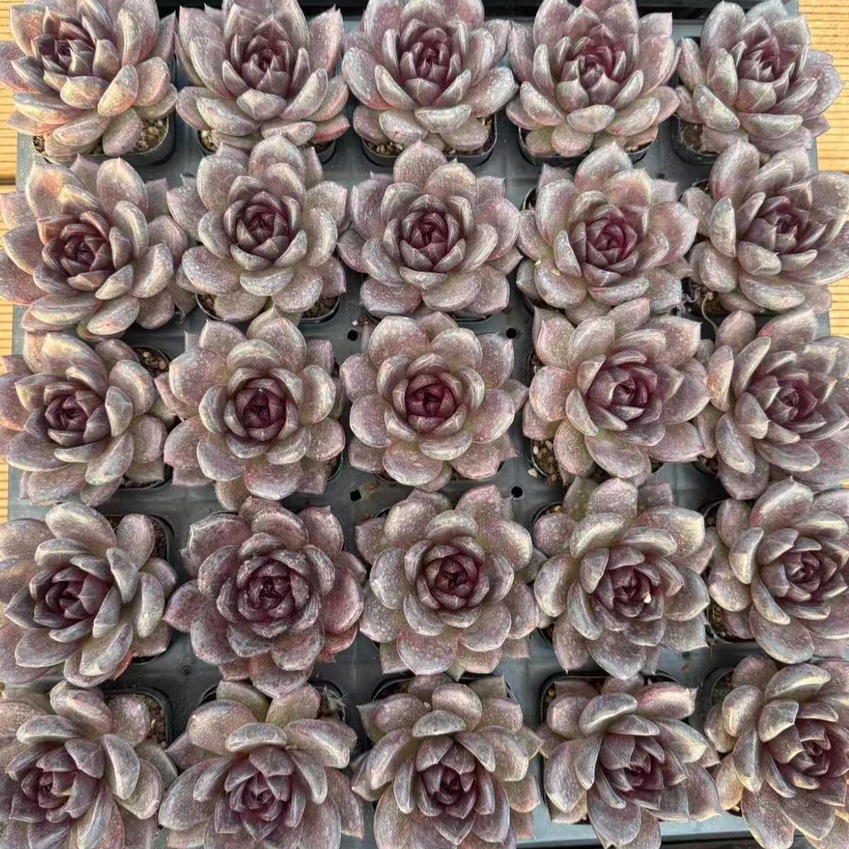 23418 Echeveria Black Tortoise (7cm pot size)