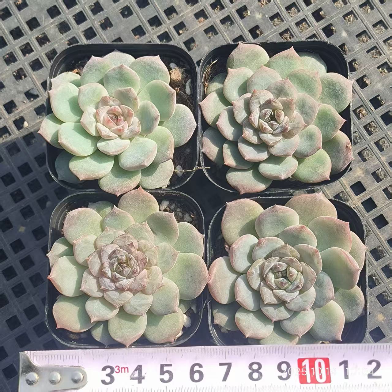 18814 Echeveria Sugar Crystal (6.5cm pot size)
