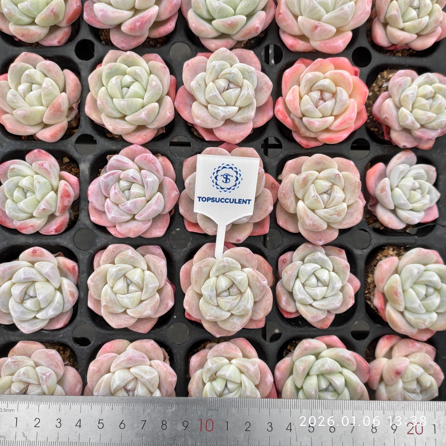 24368 Echeveria Ice Green (5cm pot size)