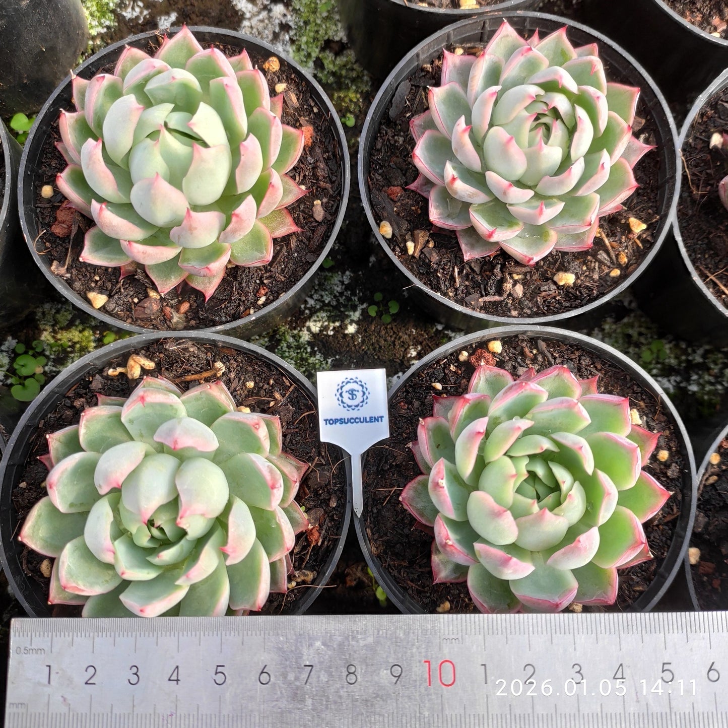 4150 Echeveria Pink Memory (10cm pot size)