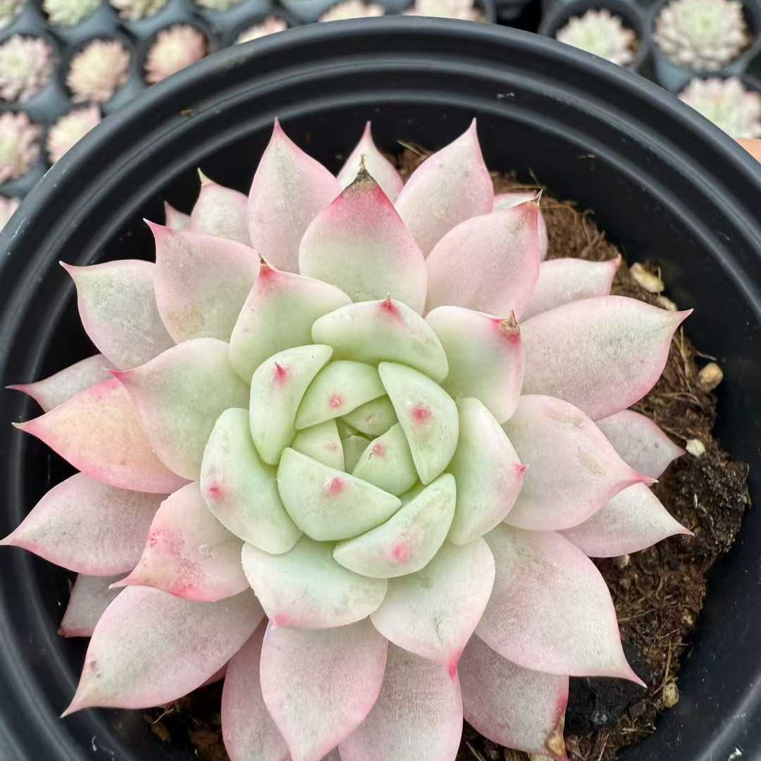 23630 Echeveria Tippy Variegated (9cm pot size)