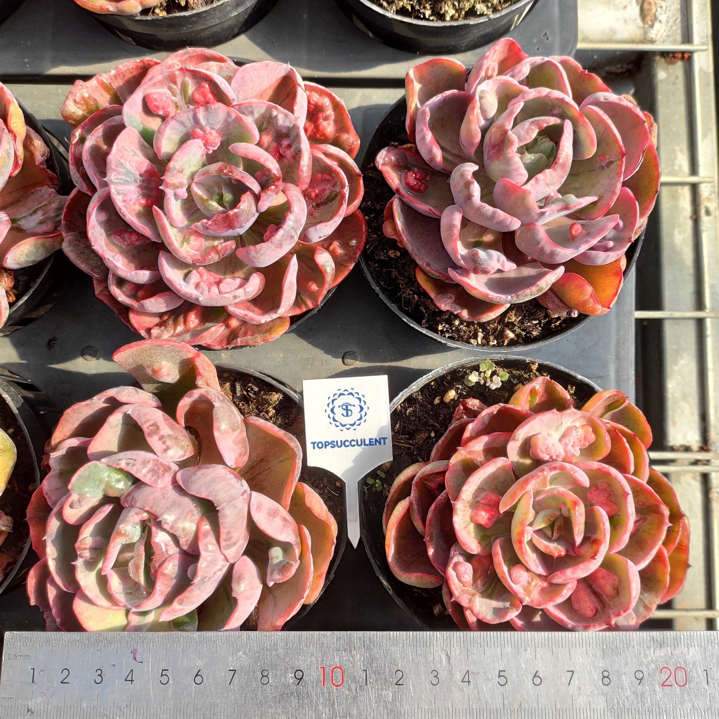 6433 Echeveria Rain Drops Variegated (11cm pot size)