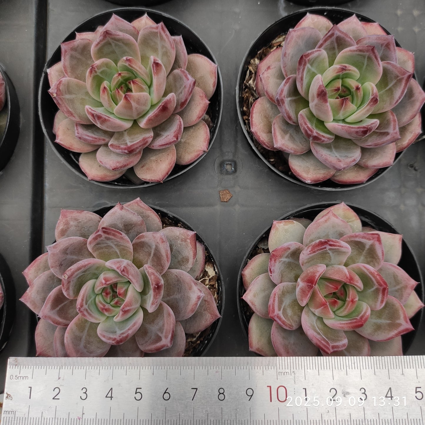 MMT840 Echeveria Dare Devil(9cm pot size)