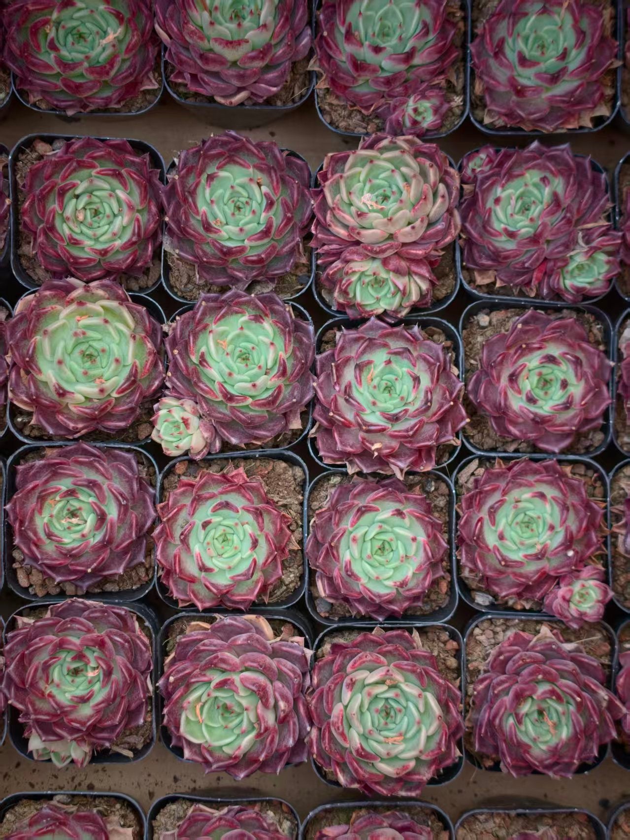 25398 Echeveria Black Night (6.5cm pot size)