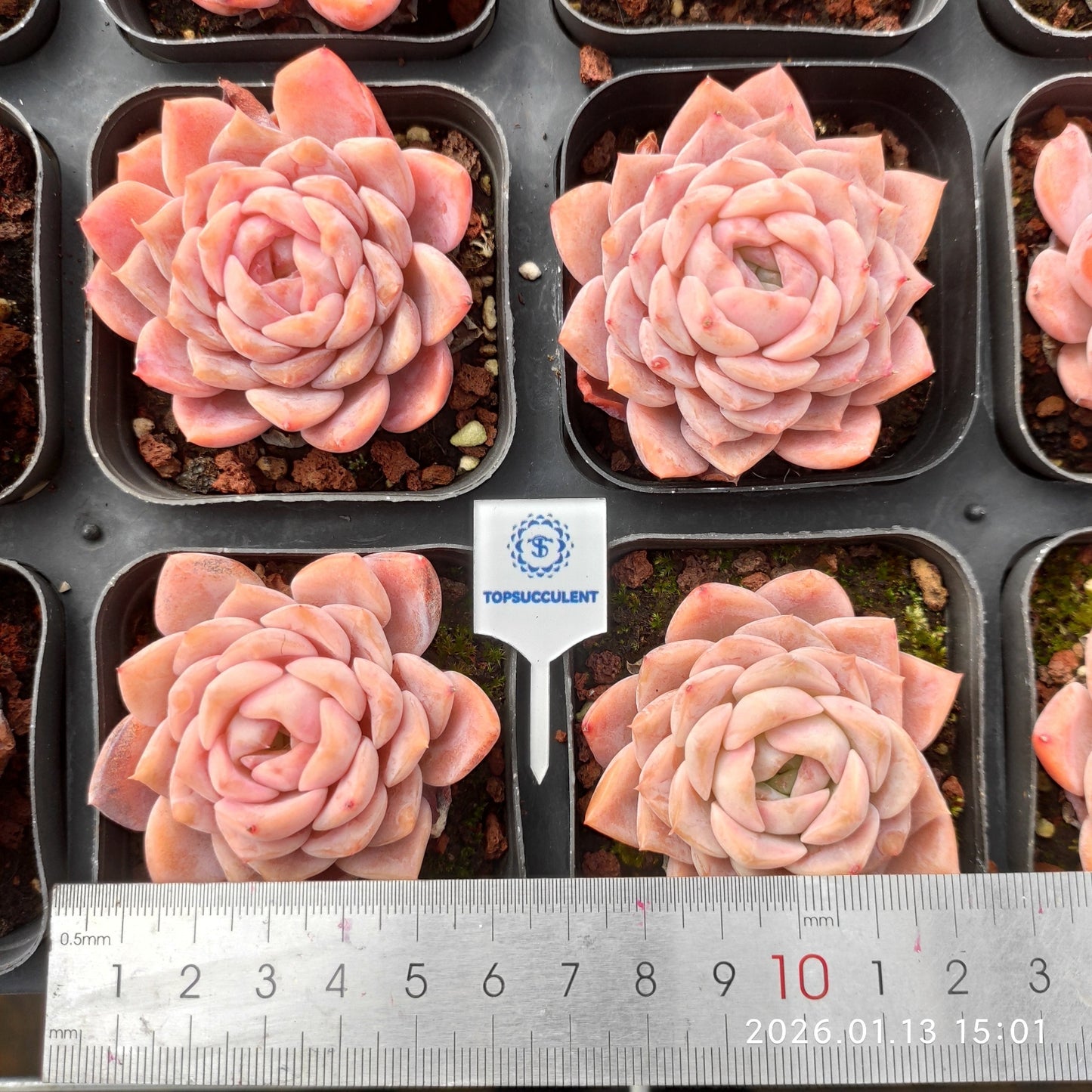 80552 Echeveria Elly Queen (6.5cm pot size)