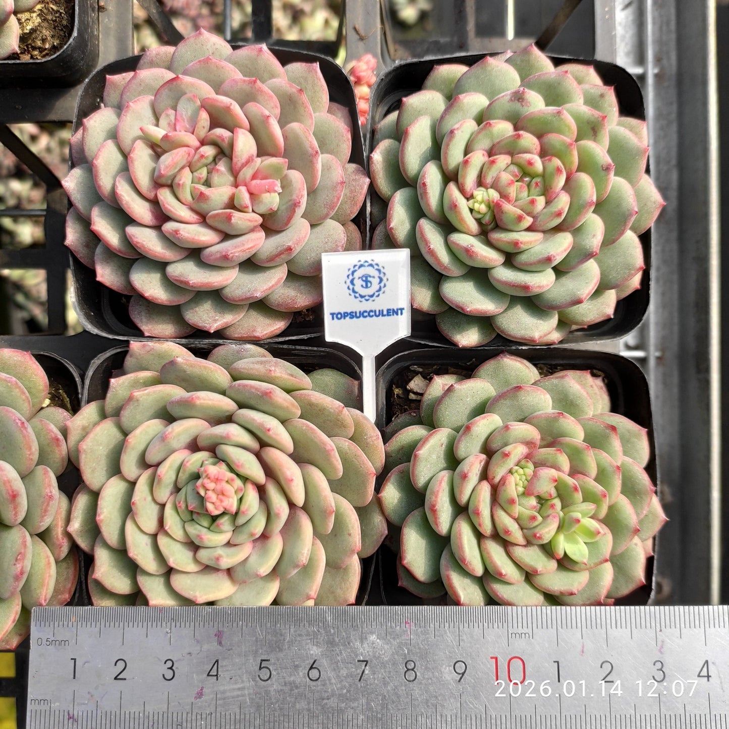 24711 Echeveria Goldspink (7cm pot size)