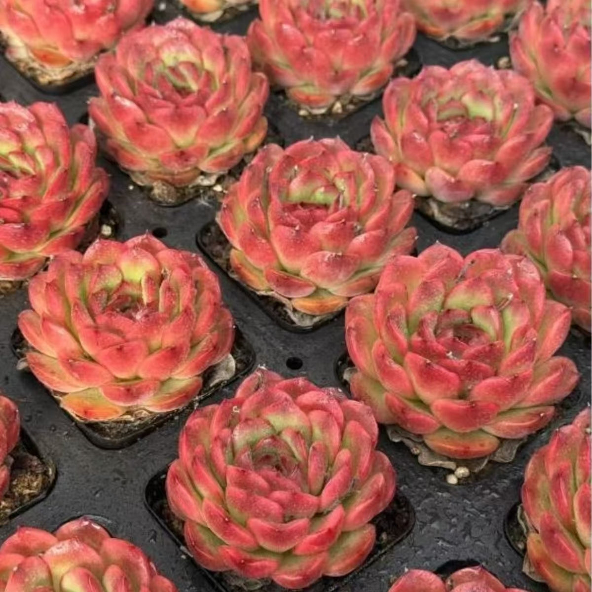 21478 Echeveria Rose Garden (7cm pot size)