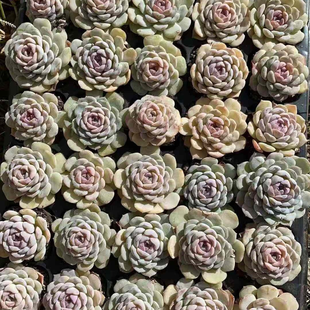 23593 Echeveria Snow Face (3cm pot size)