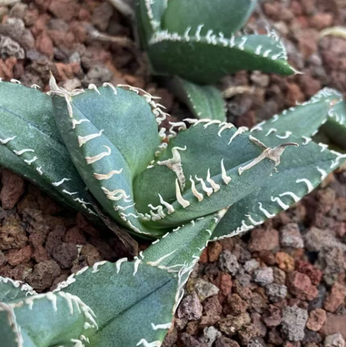 21432 Agave Titanota 'South Africa Diamond' (5cm pot size)