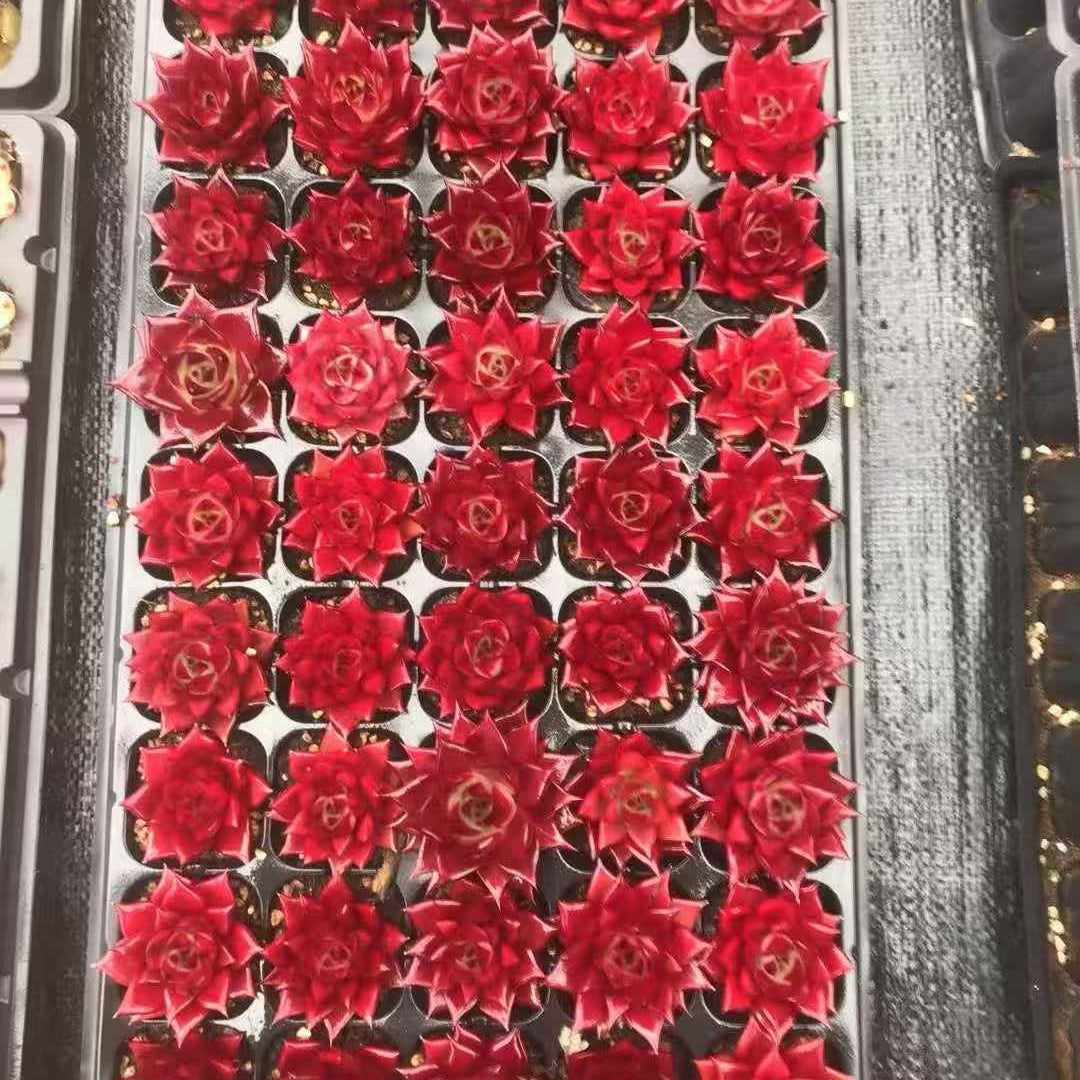 24592 Echeveria Robin (5cm pot size)