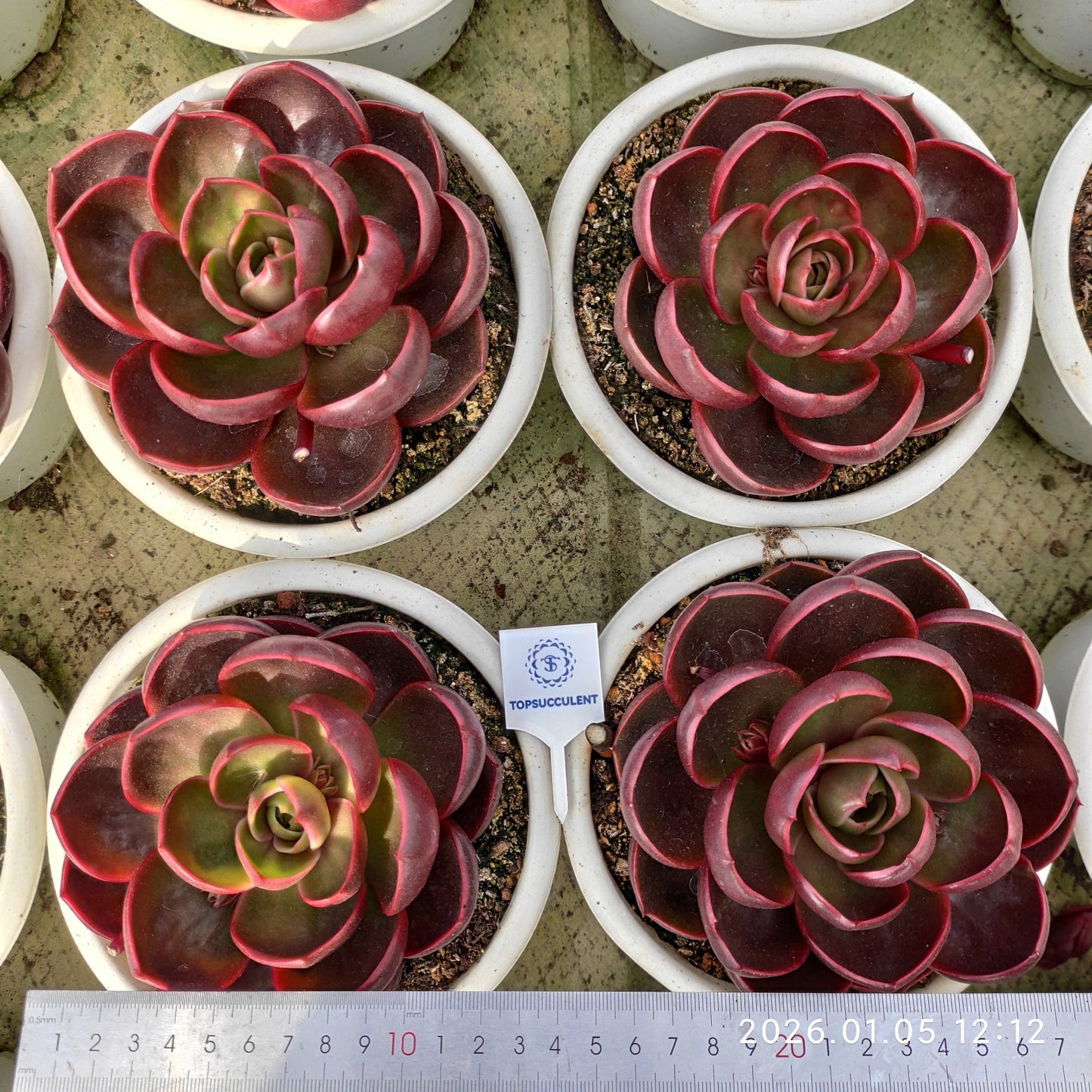 21288 Echeveria Traffic Light (18cm pot size)
