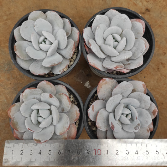 T2786 Echeveria Laui (9cm pot size)