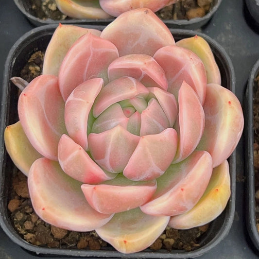 QNY135 Echeveria Champagne Variegated(6cm pot size)