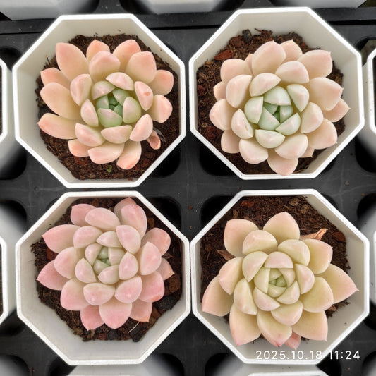 YBB065 Echeveria Pande Hyb(7cm pot size)