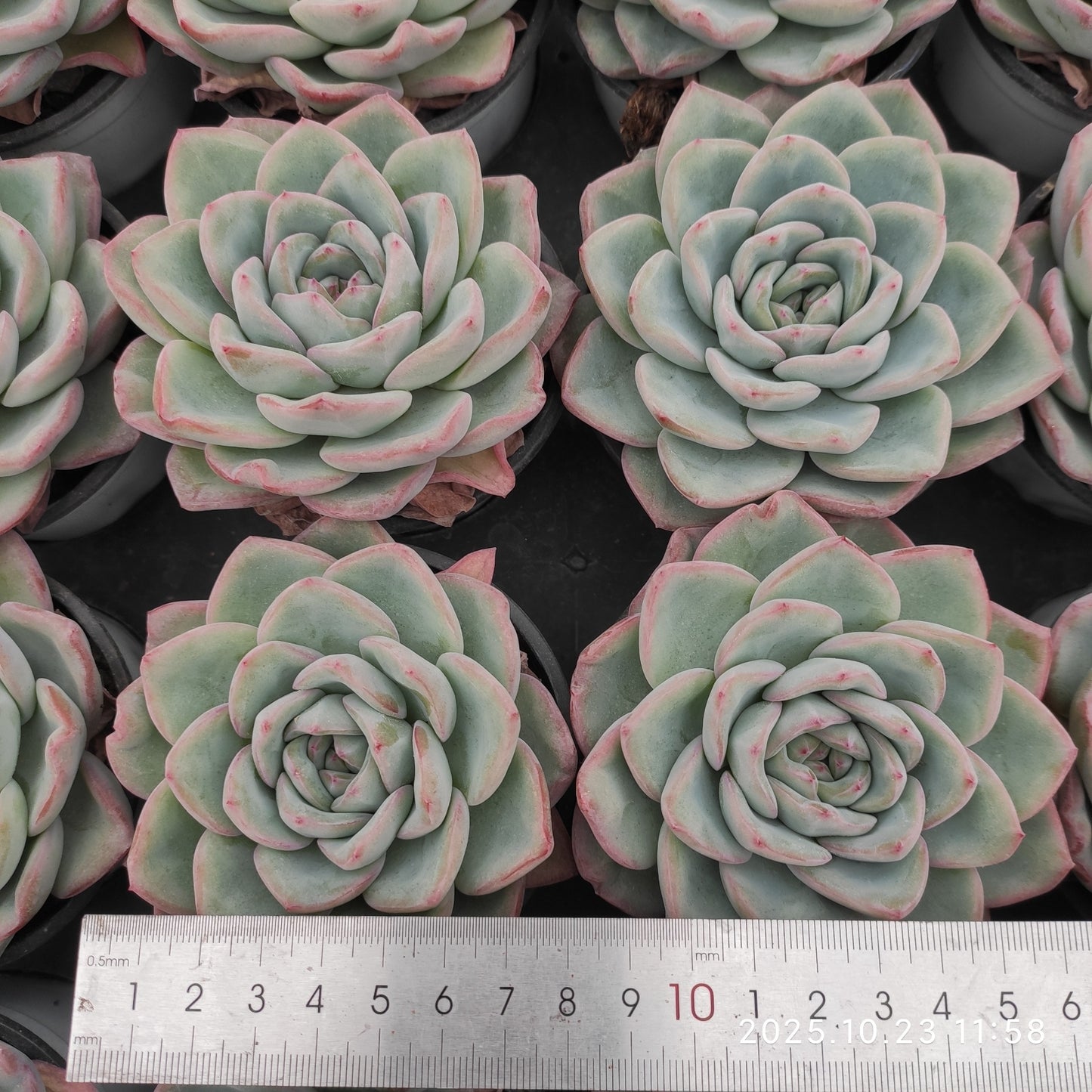 LXX001 Echeveria Amabille(9cm pot size)
