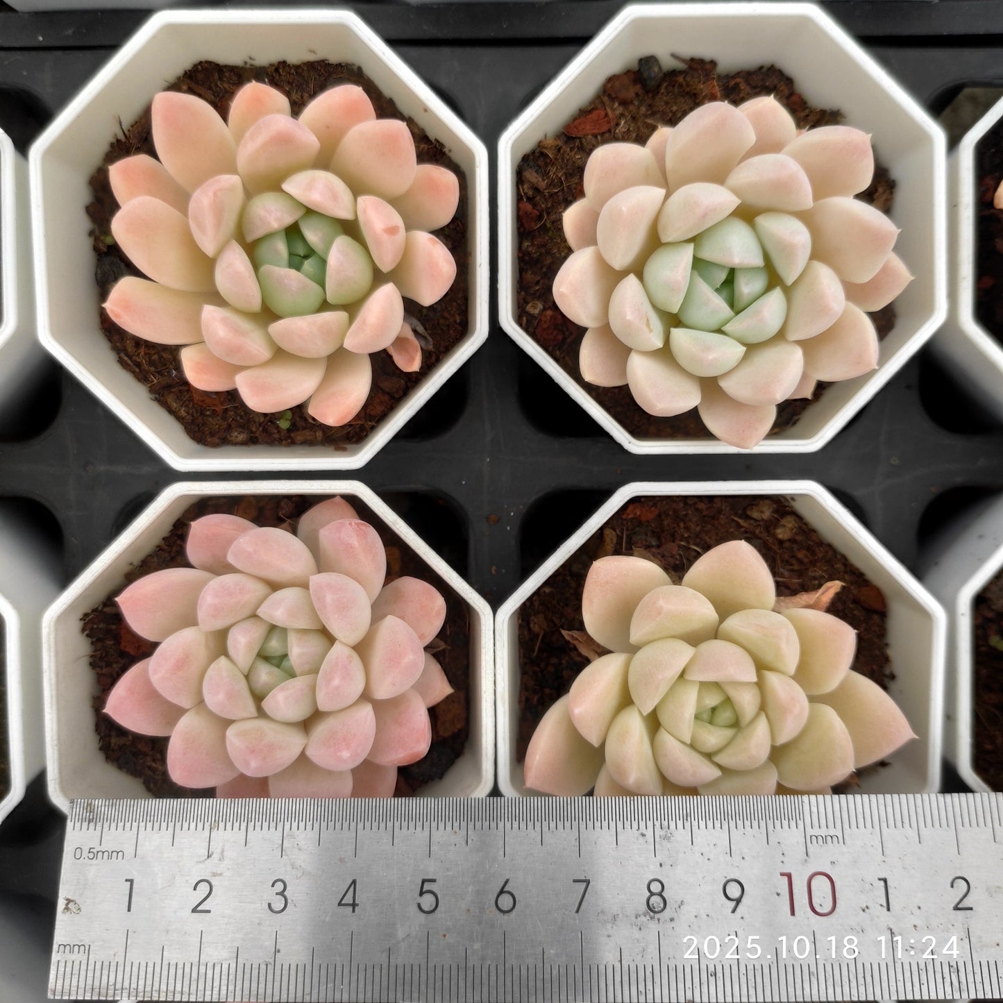 15310 Echeveria Pande Hyb (7cm pot size)