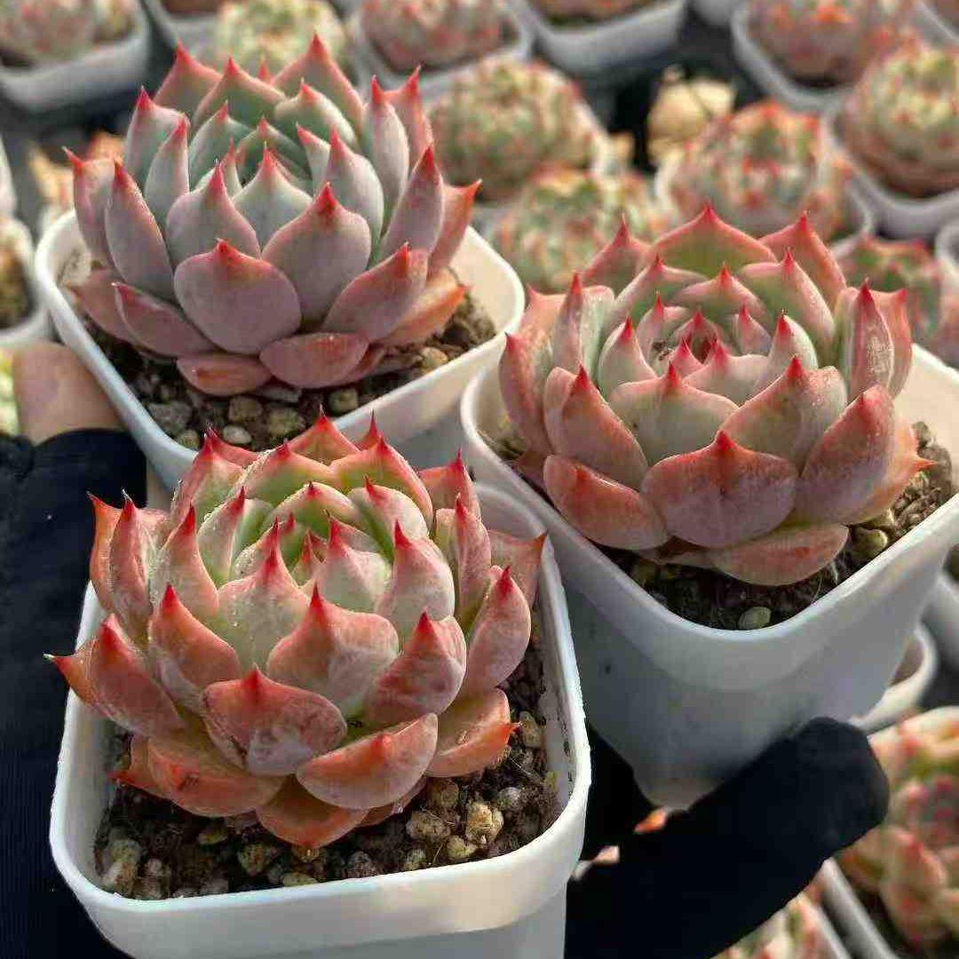 22761 Echeveria Monroe Hyb (5.5cm pot size)