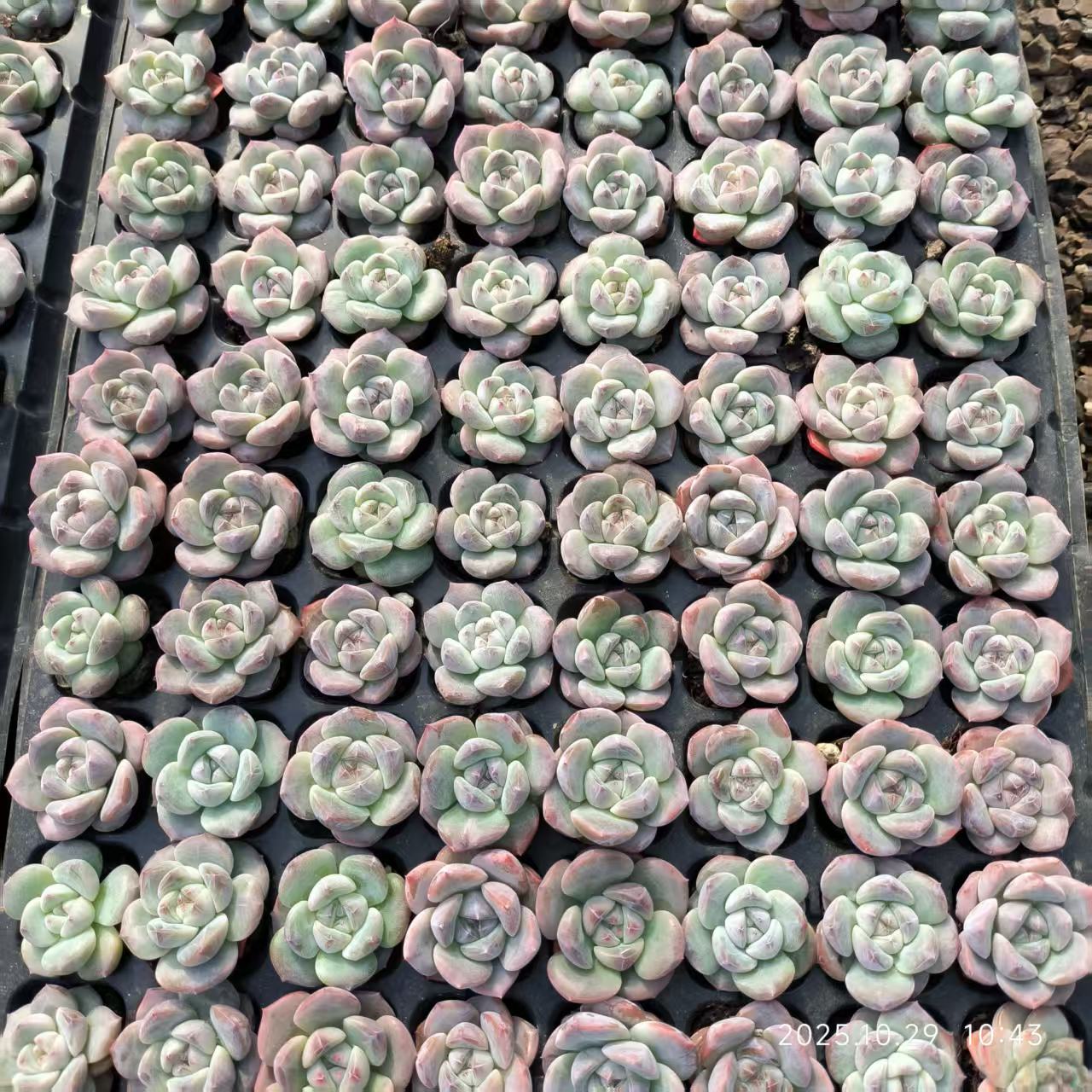 21696 Echeveria Ice Heart Jenny (3cm pot size)