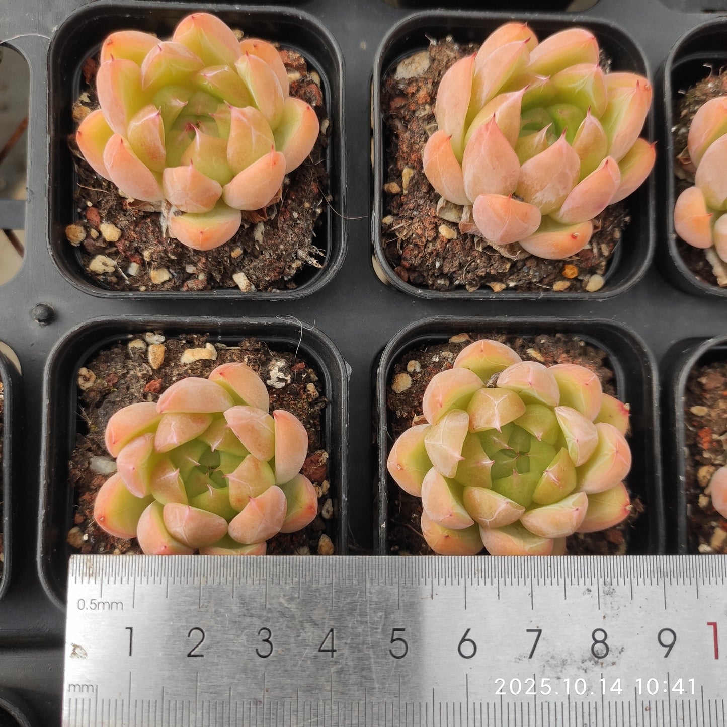 WWA299 Echeveria Ice Mountain(5.5cm pot size)