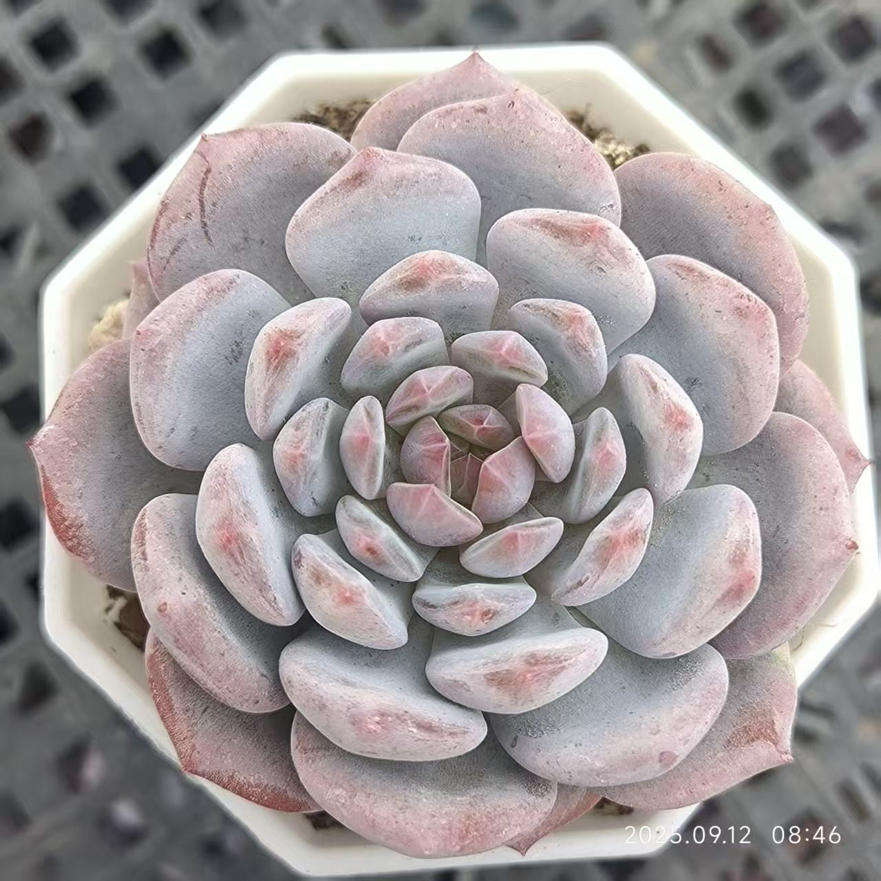 RDD270 Echeveria Jade Monroe(7cm pot size)