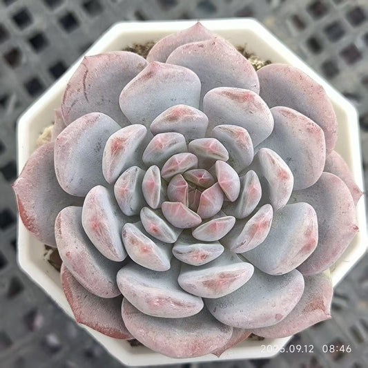 RDD270 Echeveria Jade Monroe(7cm pot size)