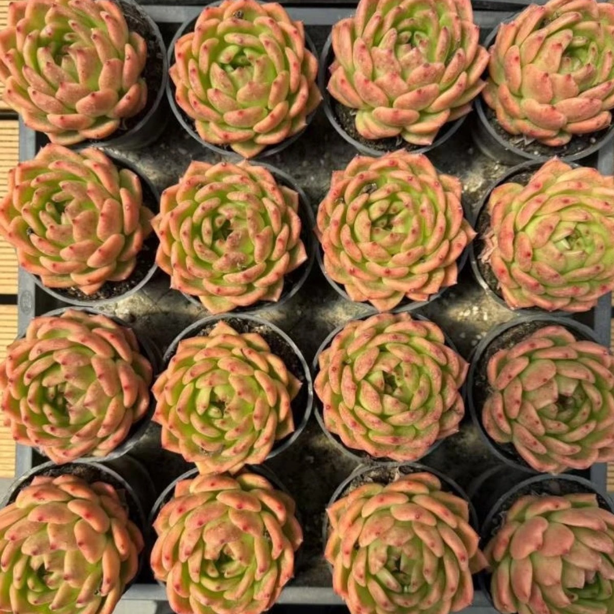 21119 Echeveria Golden Years (10cm pot size)