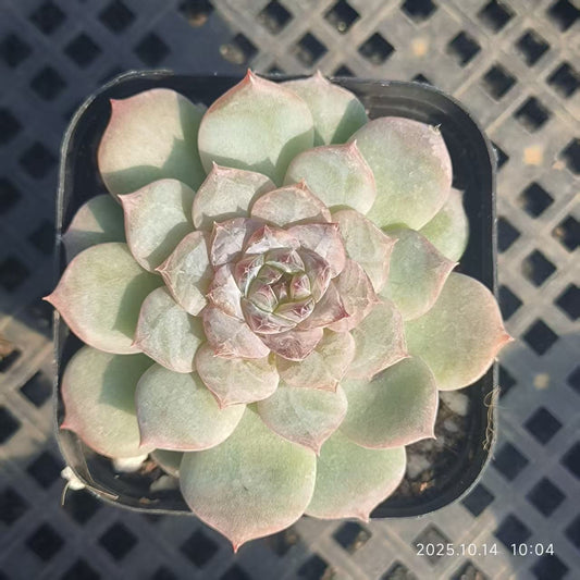 LYC182 Echeveria Sugar Crystal(6.5cm pot size)