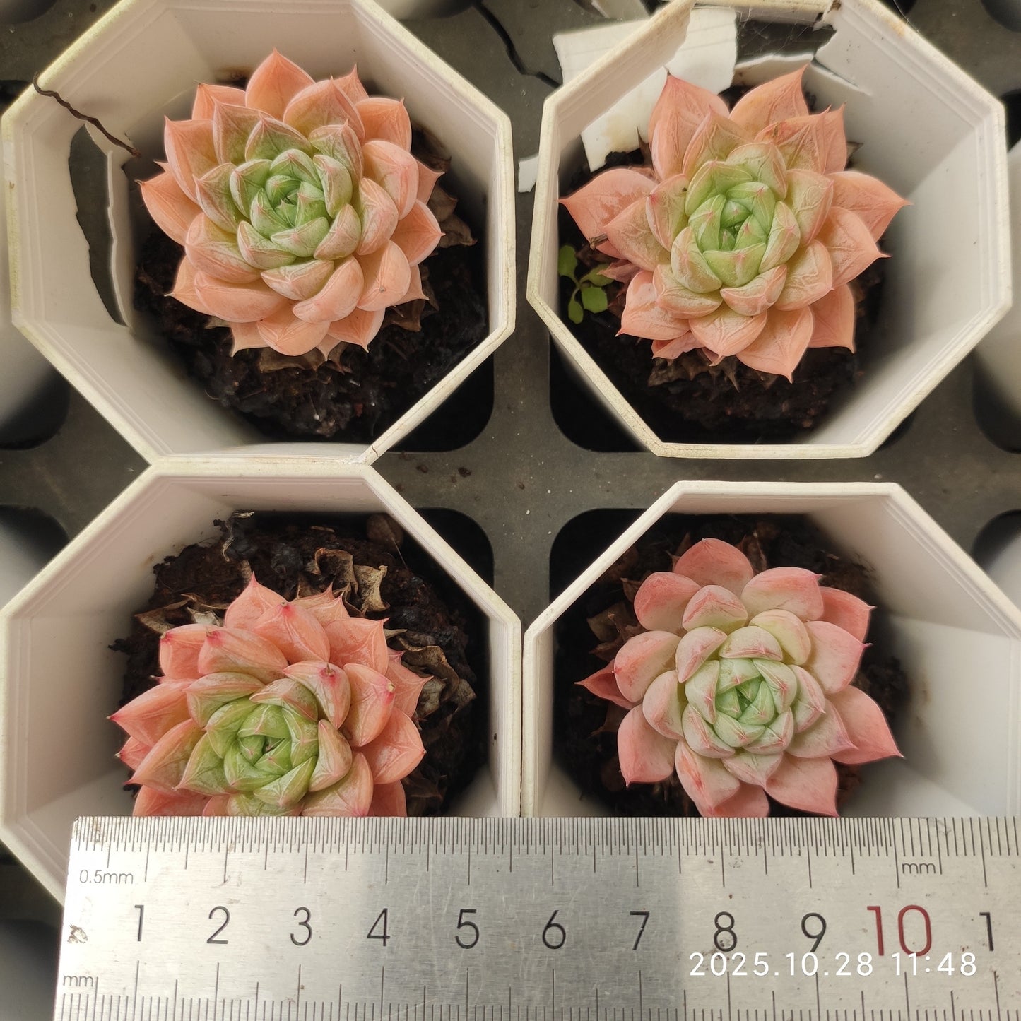 19482 Echeveria Shadow (7cm pot size)