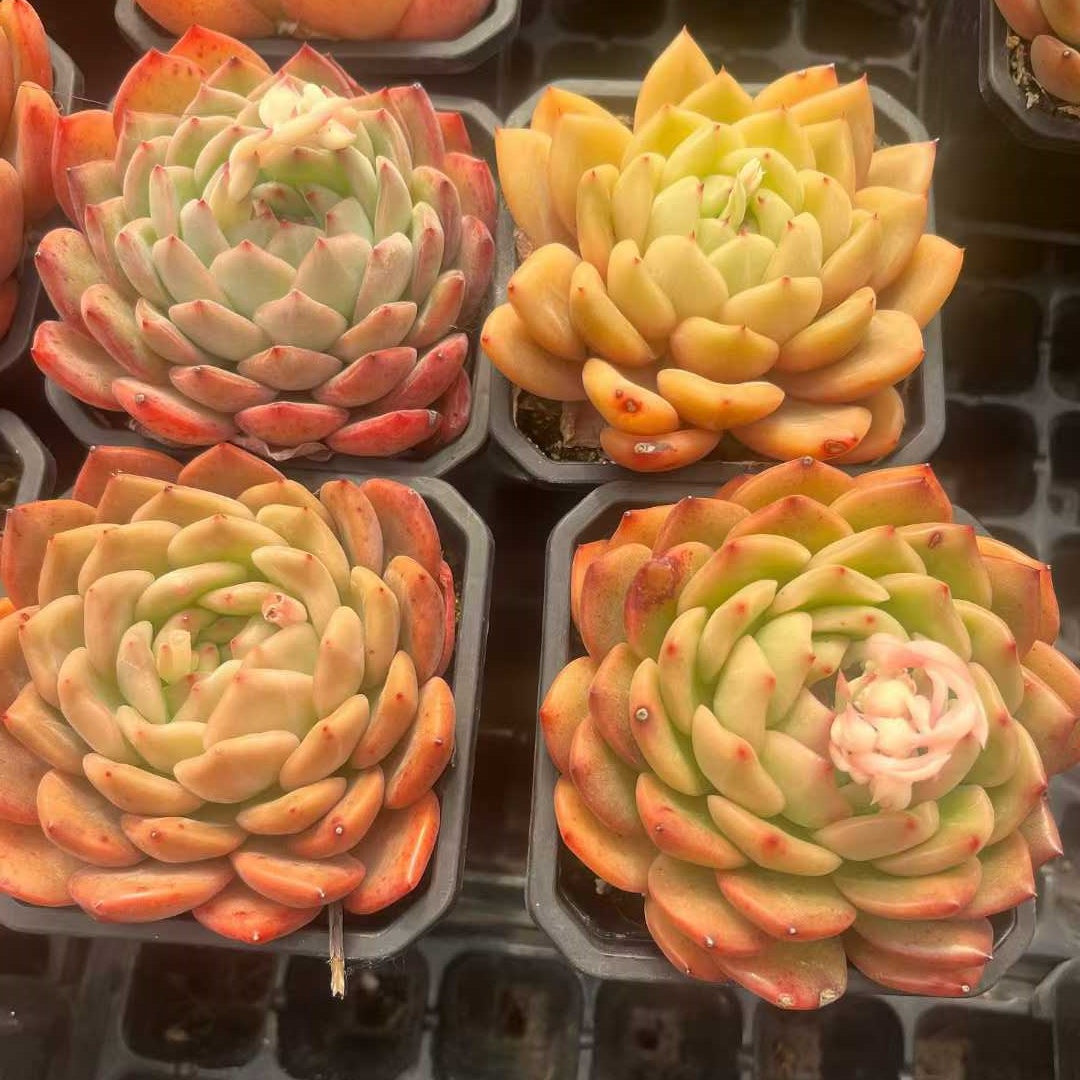 25314 Echeveria Luna (9cm pot size)