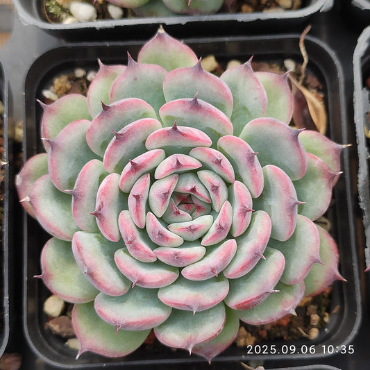 RC142 Echeveria Marcel(7cm pot size)