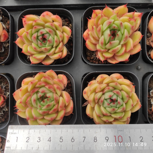 80556 Echeveria Silver Snow (6.5cm pot size)