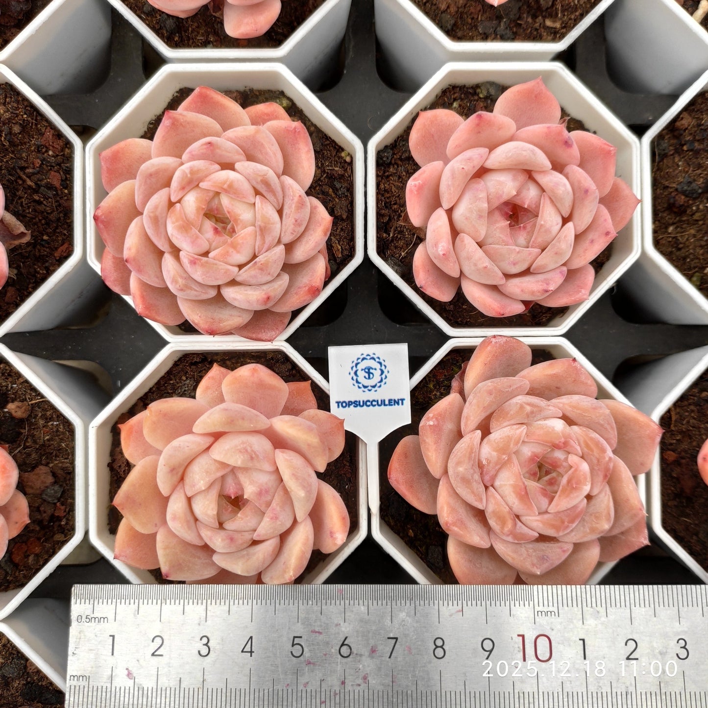 21545 Echeveria Pink Ice (7cm pot size)