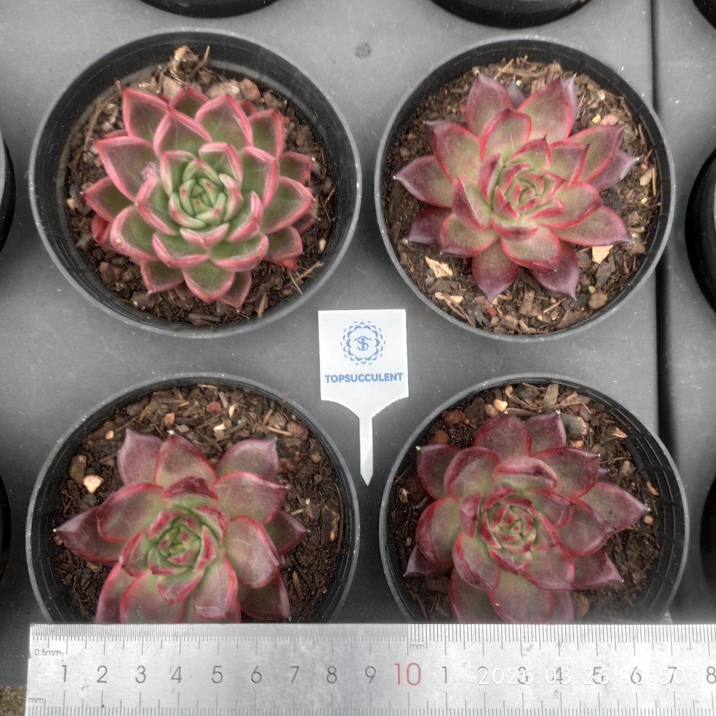 18250 Echeveria Lafia (9cm pot size)