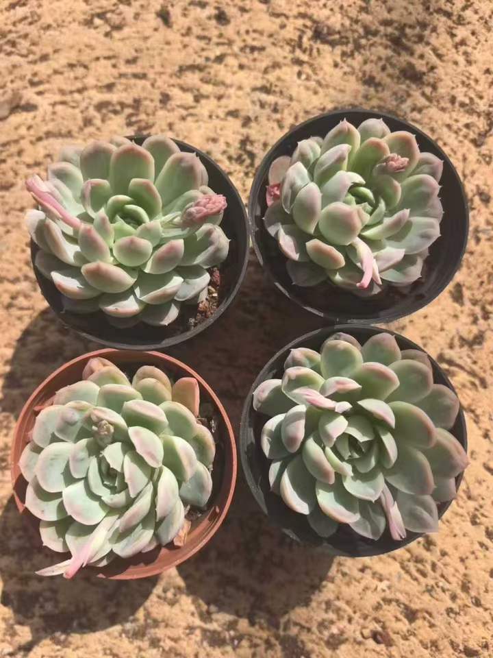 264165 Echeveria Ice Point (7cm pot size)