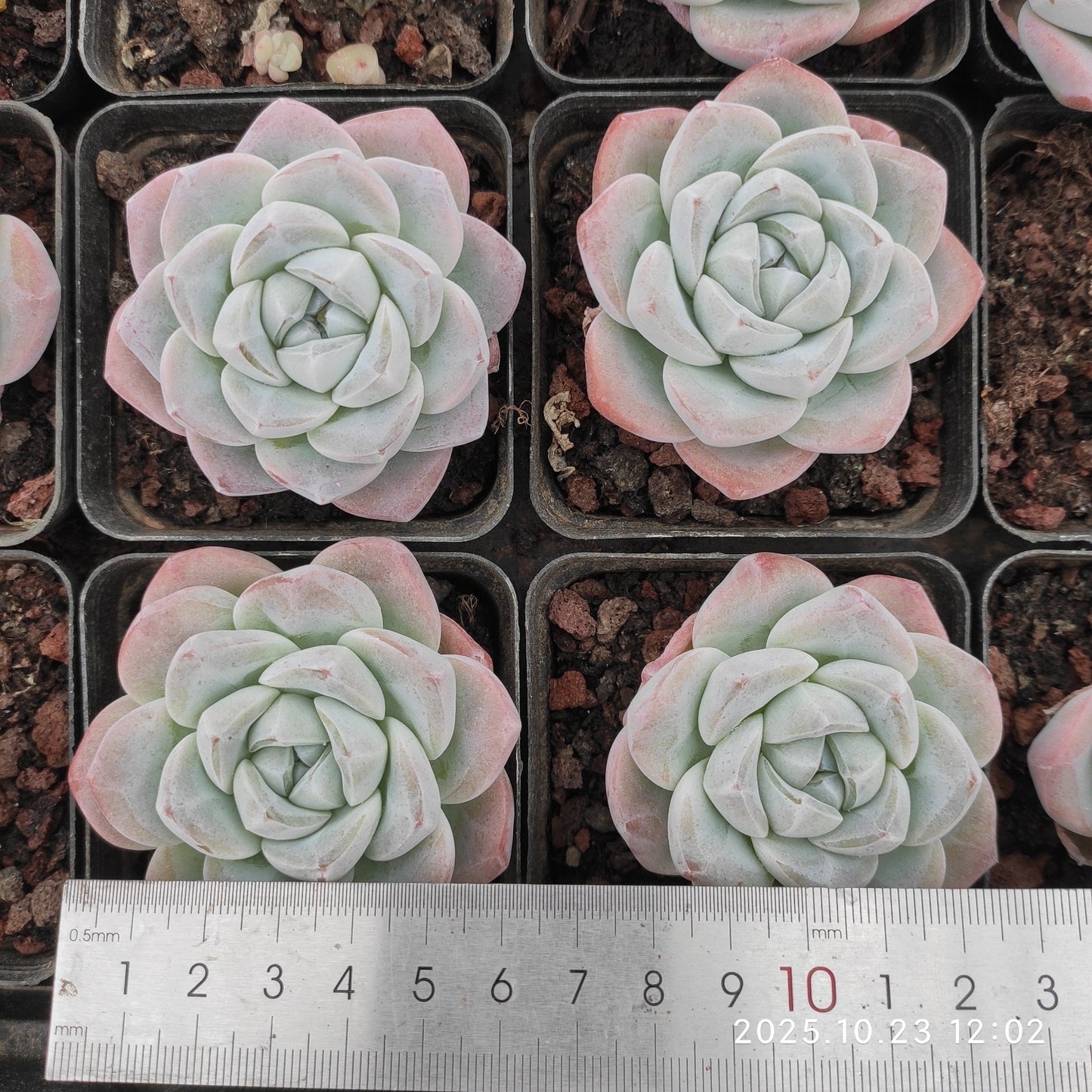 LXX003 Echeveria Ice Green(7cm pot size)