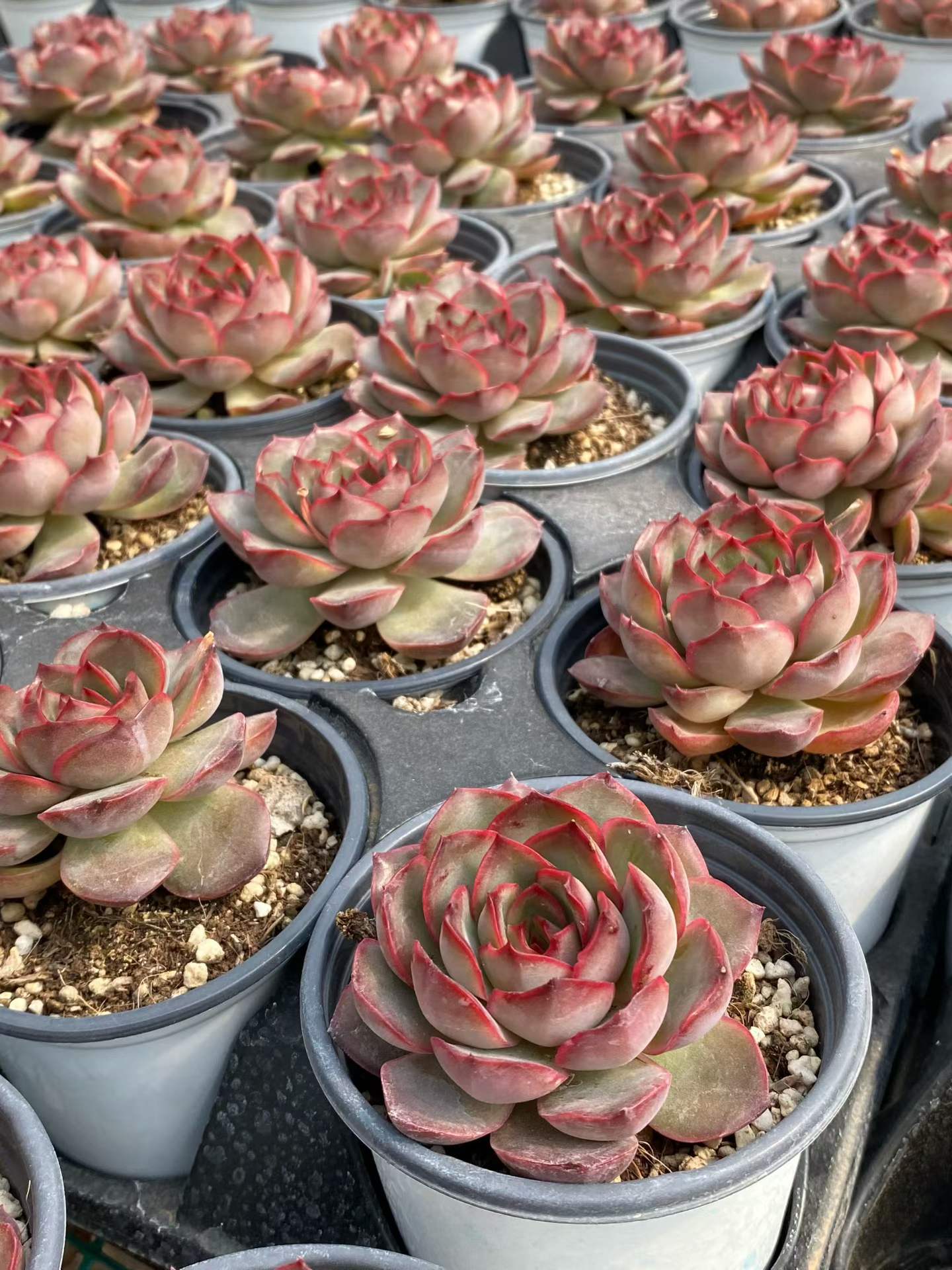 19148 Echeveria Lady Friend (9cm pot size)