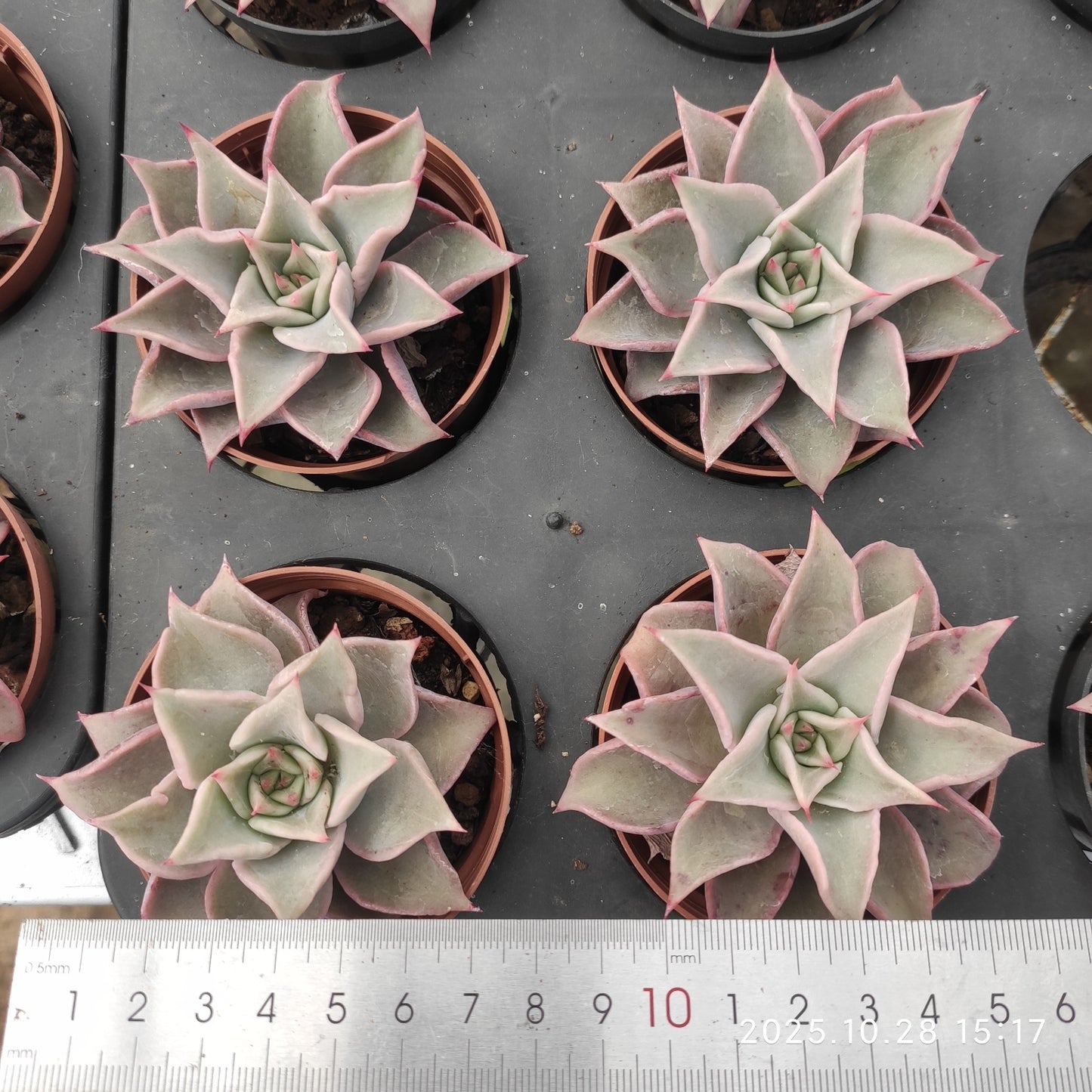 22215 Echeveria Red Madiba (7cm pot size)