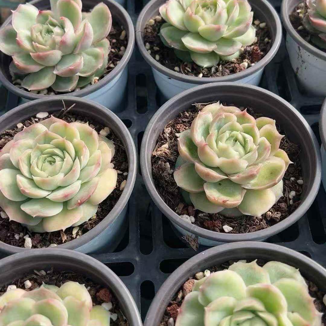 25050 Echeveria Shrimp Dumplings (7cm pot size)