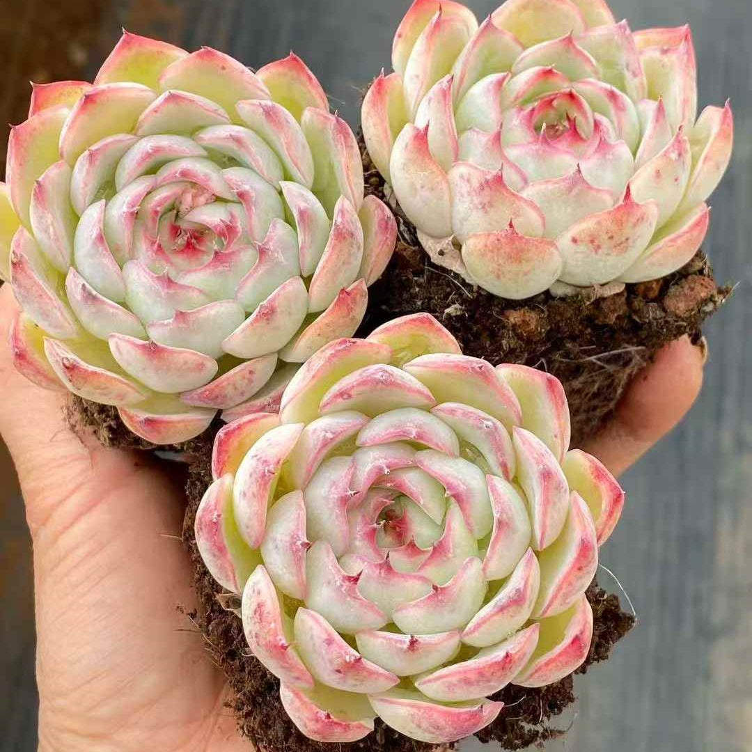 25392 Echeveria Enchanting Fairy (6.5cm pot size)