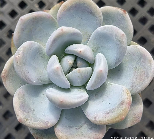 GR420 Echeveria Orange Monroe x Laui(6.5cm pot size)