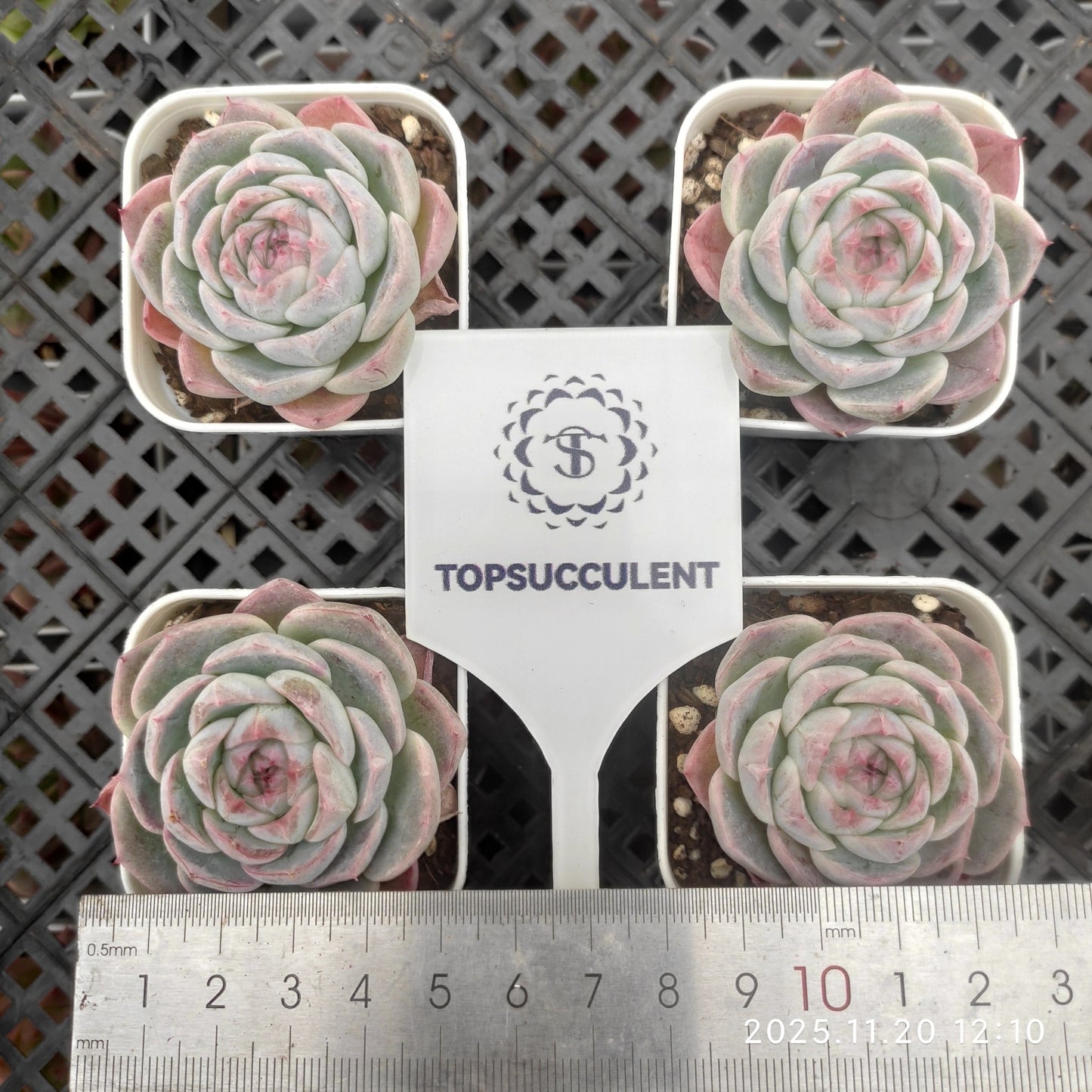 22760 Echeveria Elegance Hyb (5.5cm pot size)