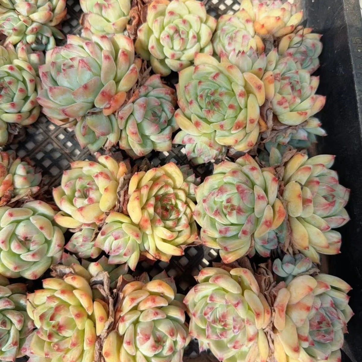 21120 Echeveria White Ratam (9cm pot size)