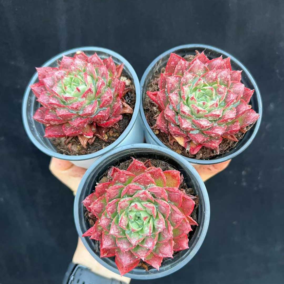 21357 Echeveria Longissima Drops (9cm pot size)