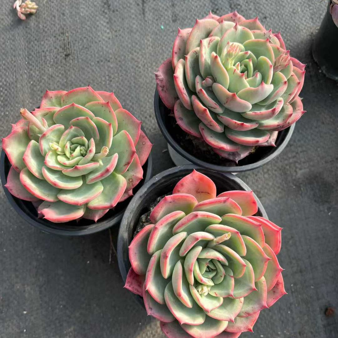 25310 Echeveria Sweet Princess (7cm pot size)