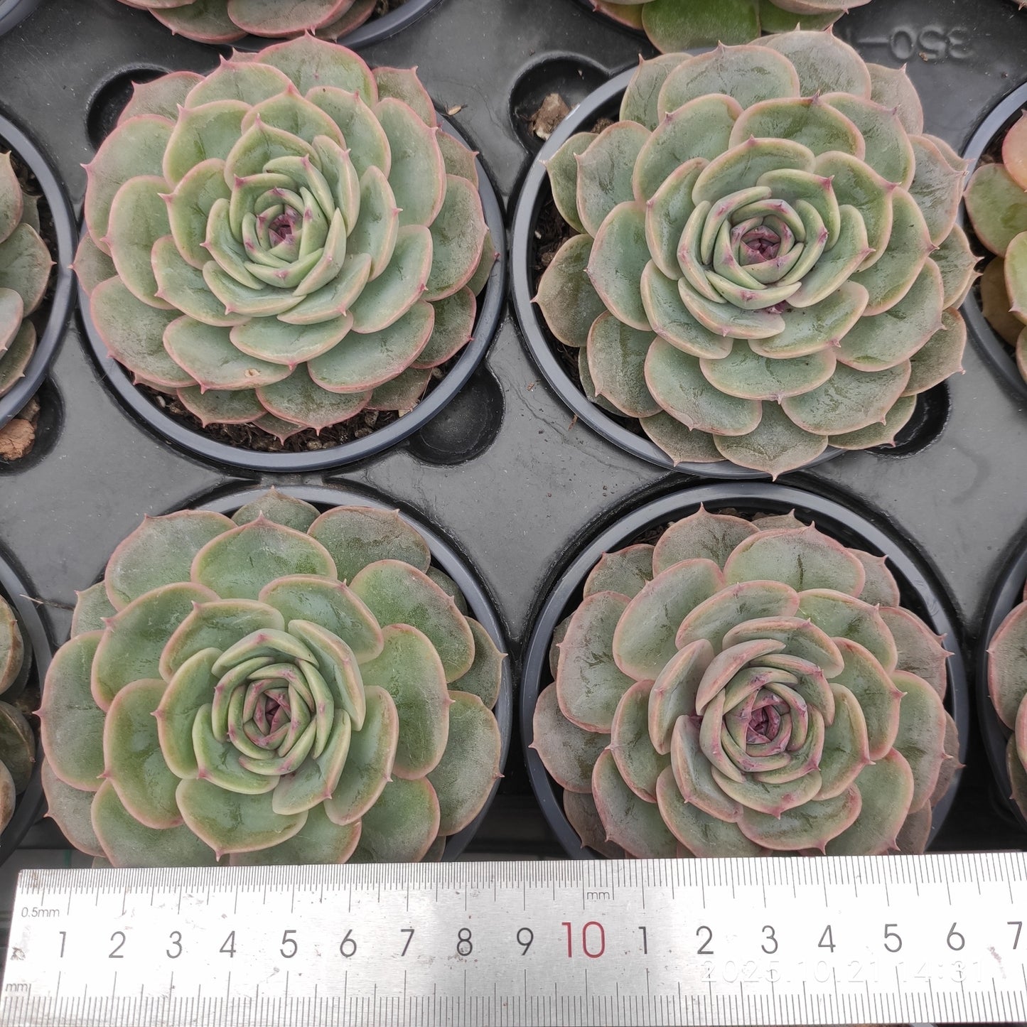 21922 Echeveria Candy Onslow (9cm pot size)