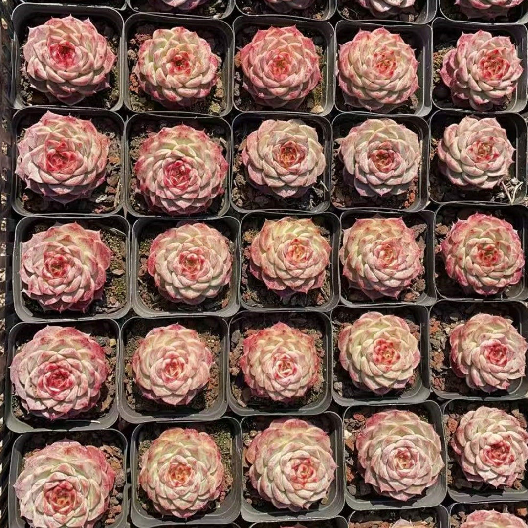 16746 Echeveria Red Velvet (7cm pot size)