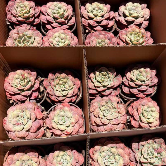 25769 Echeveria Rain Drops (12cm pot size)