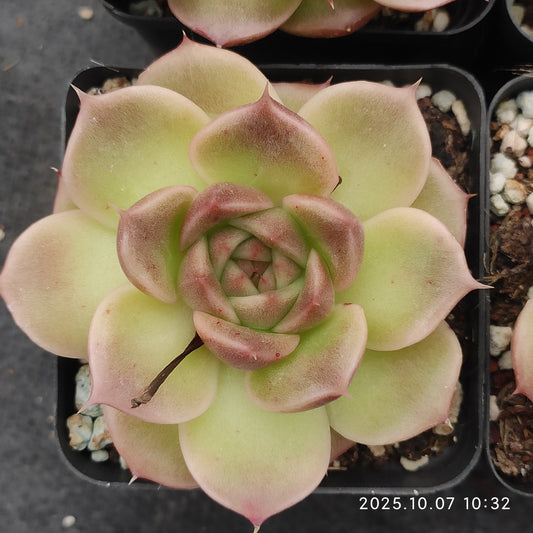 XQ1435 Echeveria Romeo Hyb(7cm pot size)