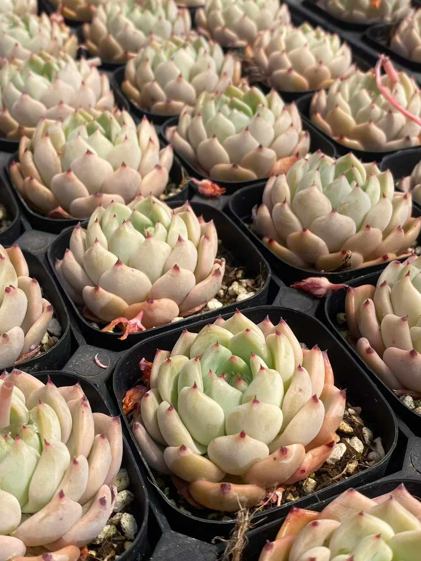 361768 Echeveria Ace (6.3cm pot size)